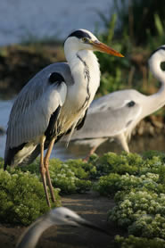 Wildlife of the Camargue