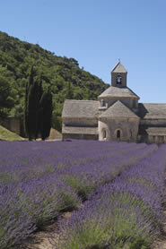 Sénanque Abbey - Luberon